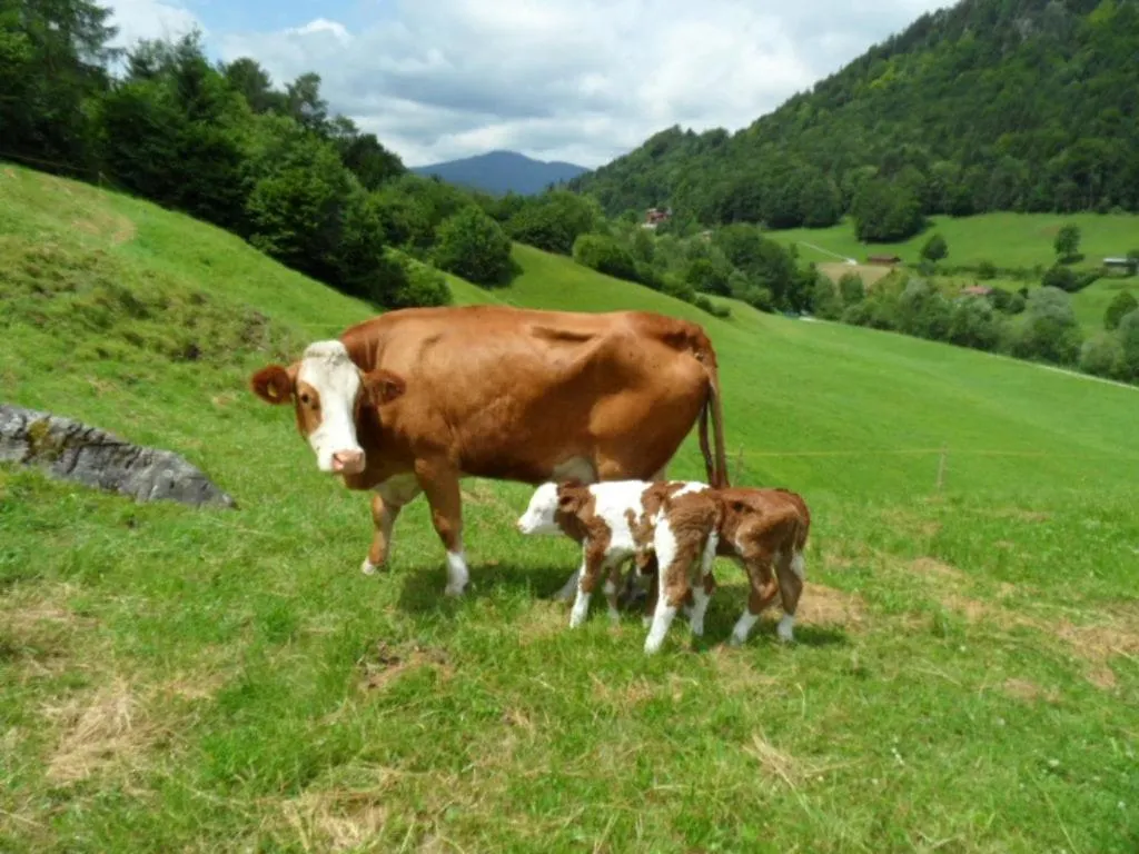 Ferienwohnungen Kilianmuehle Berchtesgaden